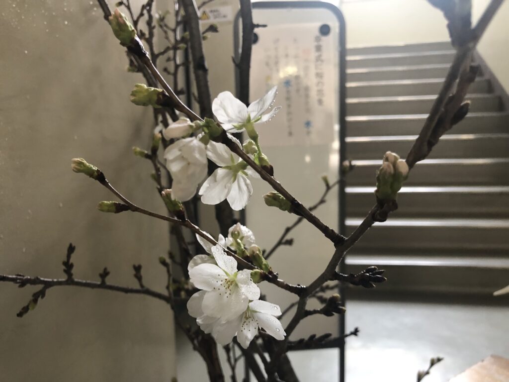卒業式に桜の花を