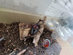 カブトムシ大抽選会！